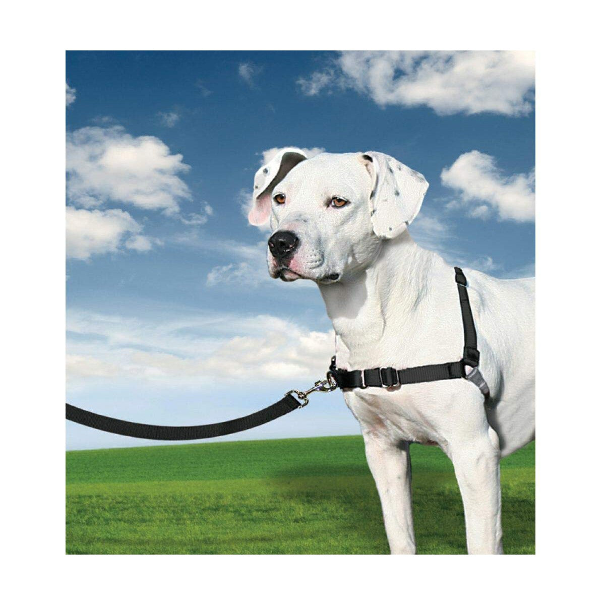 Imbracatura per Animali Domestici PetSafe Easy Walk Nero Medianav (M)