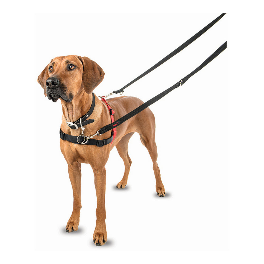 Imbracatura per Cani Company of Animals Halti Nero/Rosso Taglia S (36-64 cm)