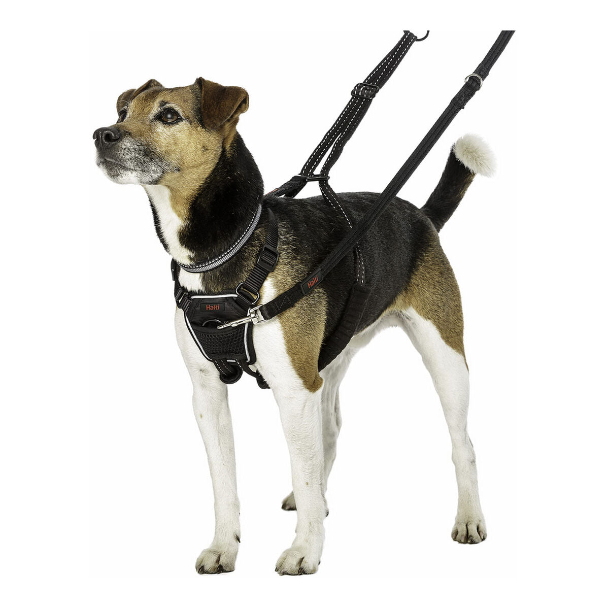 Imbracatura per Cani Company of Animals Halti Taglia S (26-36 cm)