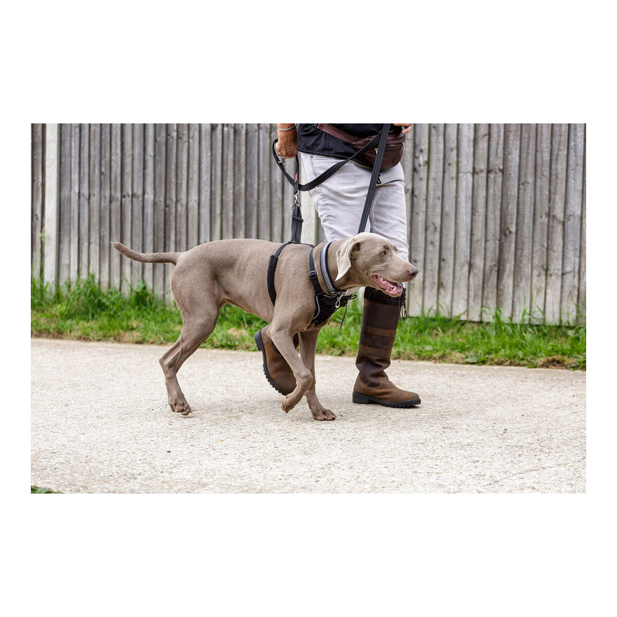 Imbracatura per Cani Company of Animals Halti Taglia S (26-36 cm)