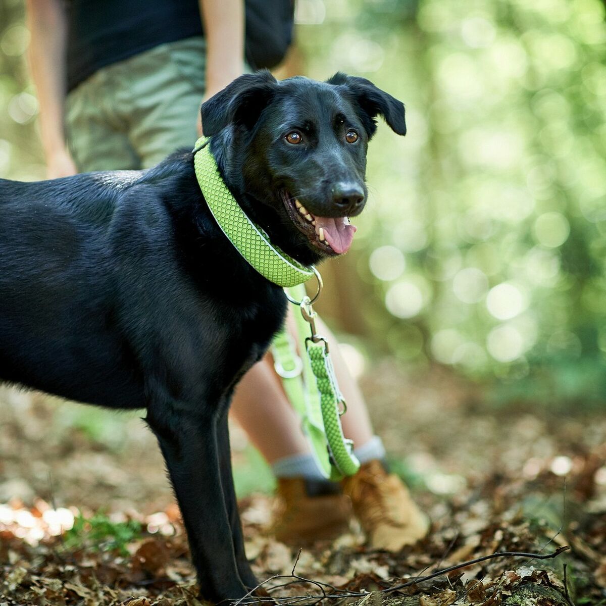 Collare per Cani Hunter Plus Filo Taglia XL Lime (45-70 cm)