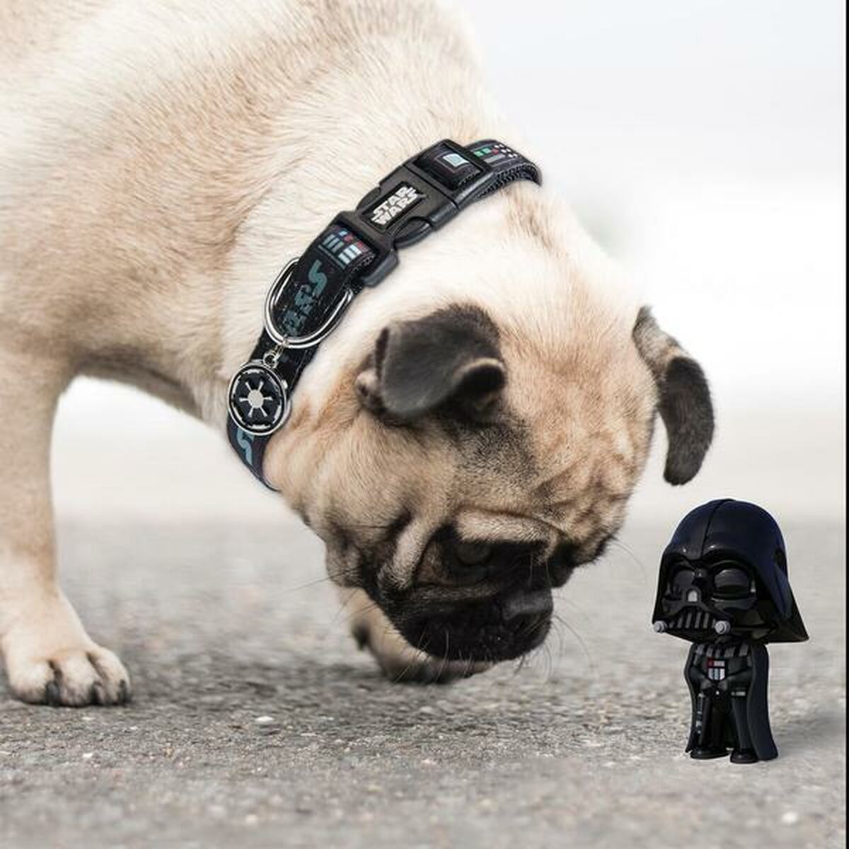 Collare per Cani Star Wars Nero S/M