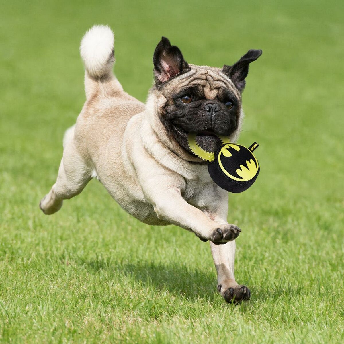 Giocattoli per cani Batman   Giallo 100 % poliestere