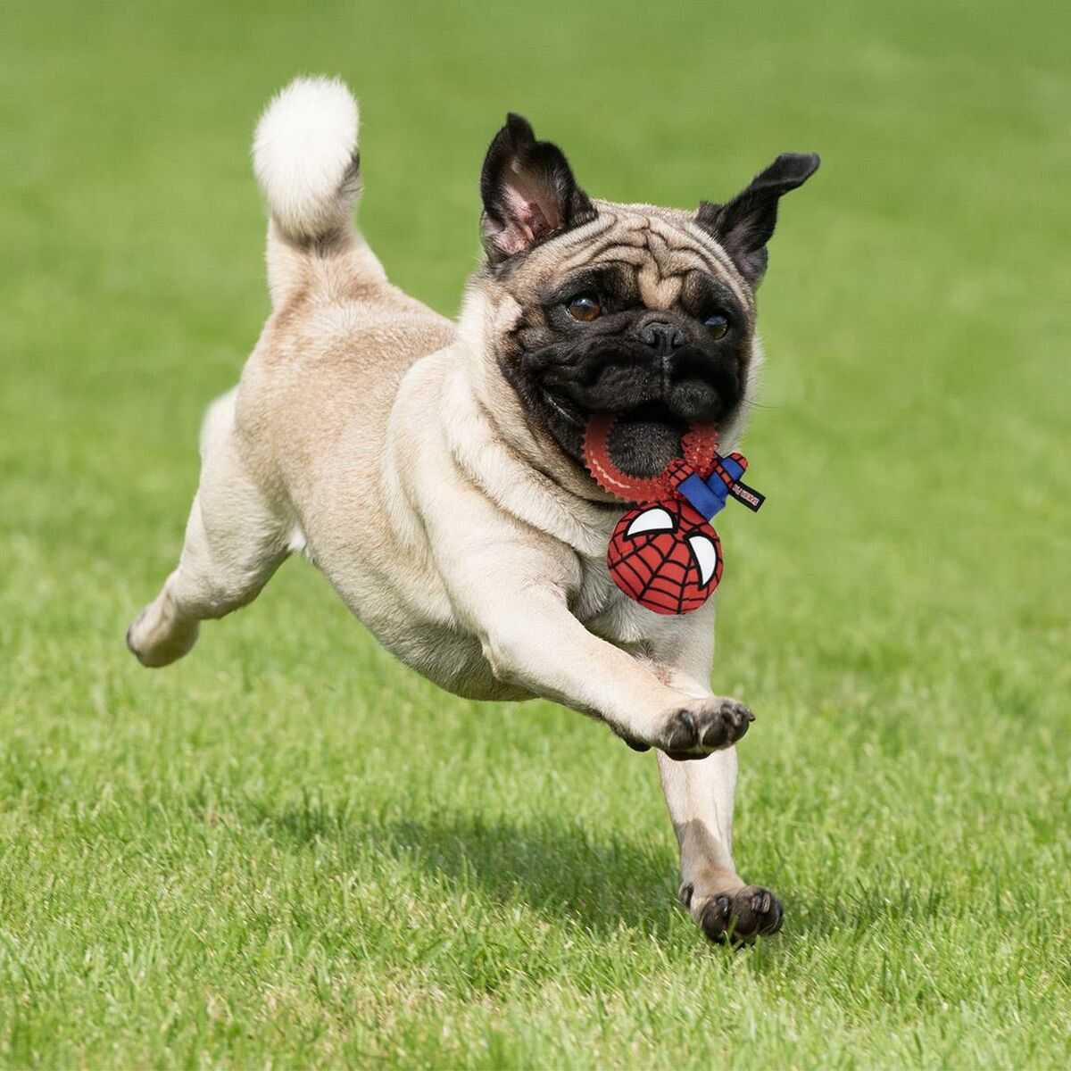 Giocattoli per cani Spider-Man   Rosso 100 % poliestere