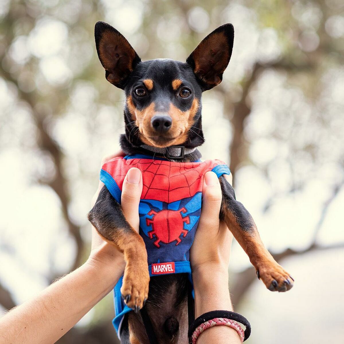 Maglietta per Cani Spider-Man