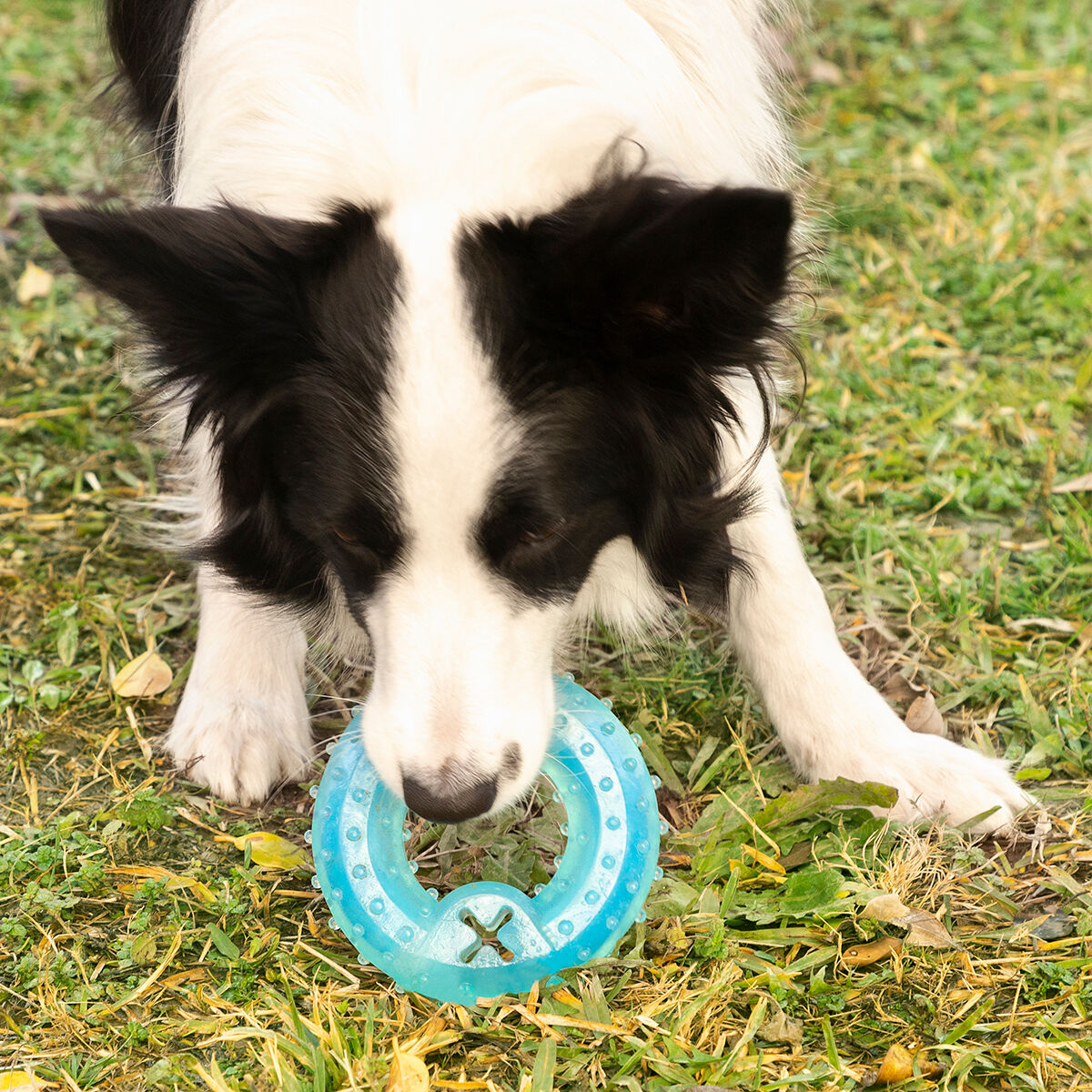 Giocattolo da Mordere Congelabile per Animali Domestici 2 in 1 Glubiz InnovaGoods