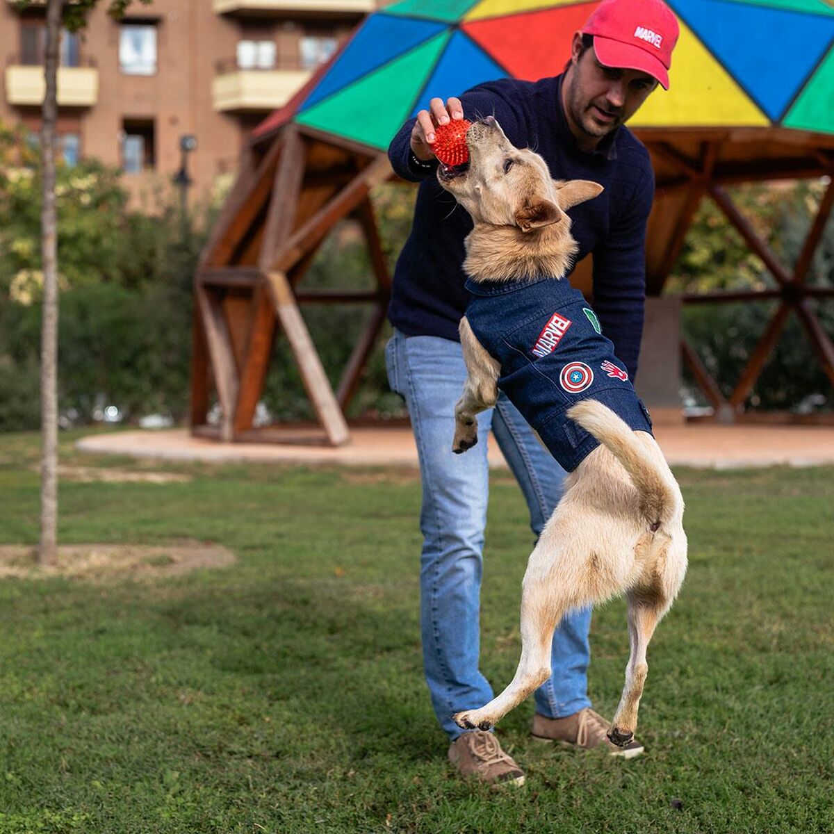 Giacca per cani Marvel Azzurro XXS