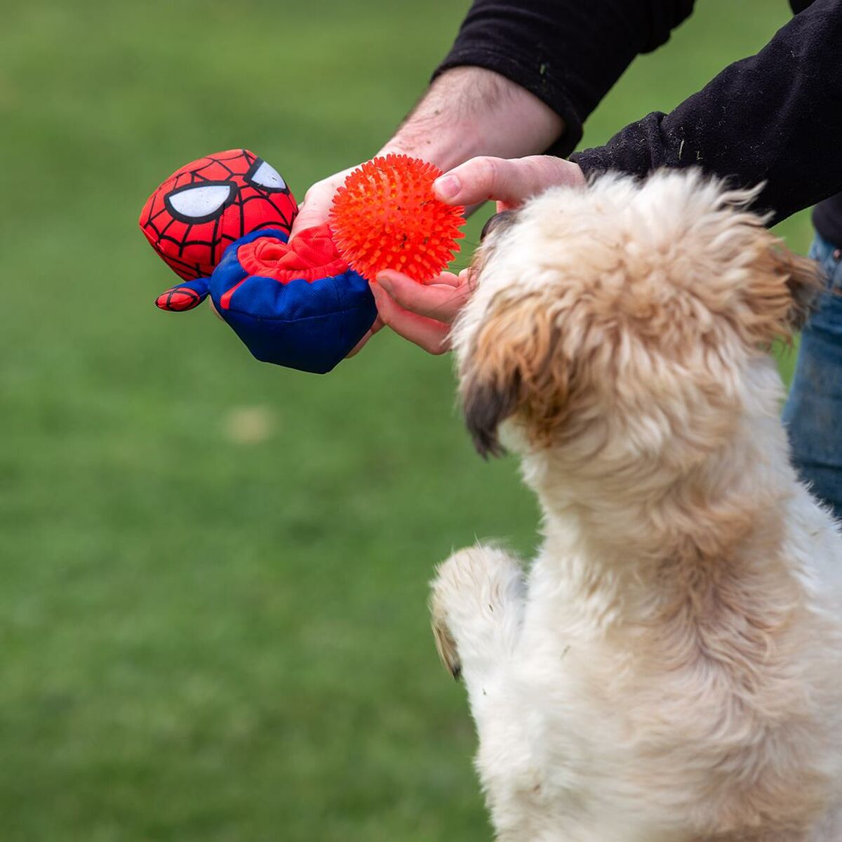 Giocattoli per cani Spider-Man Rosso