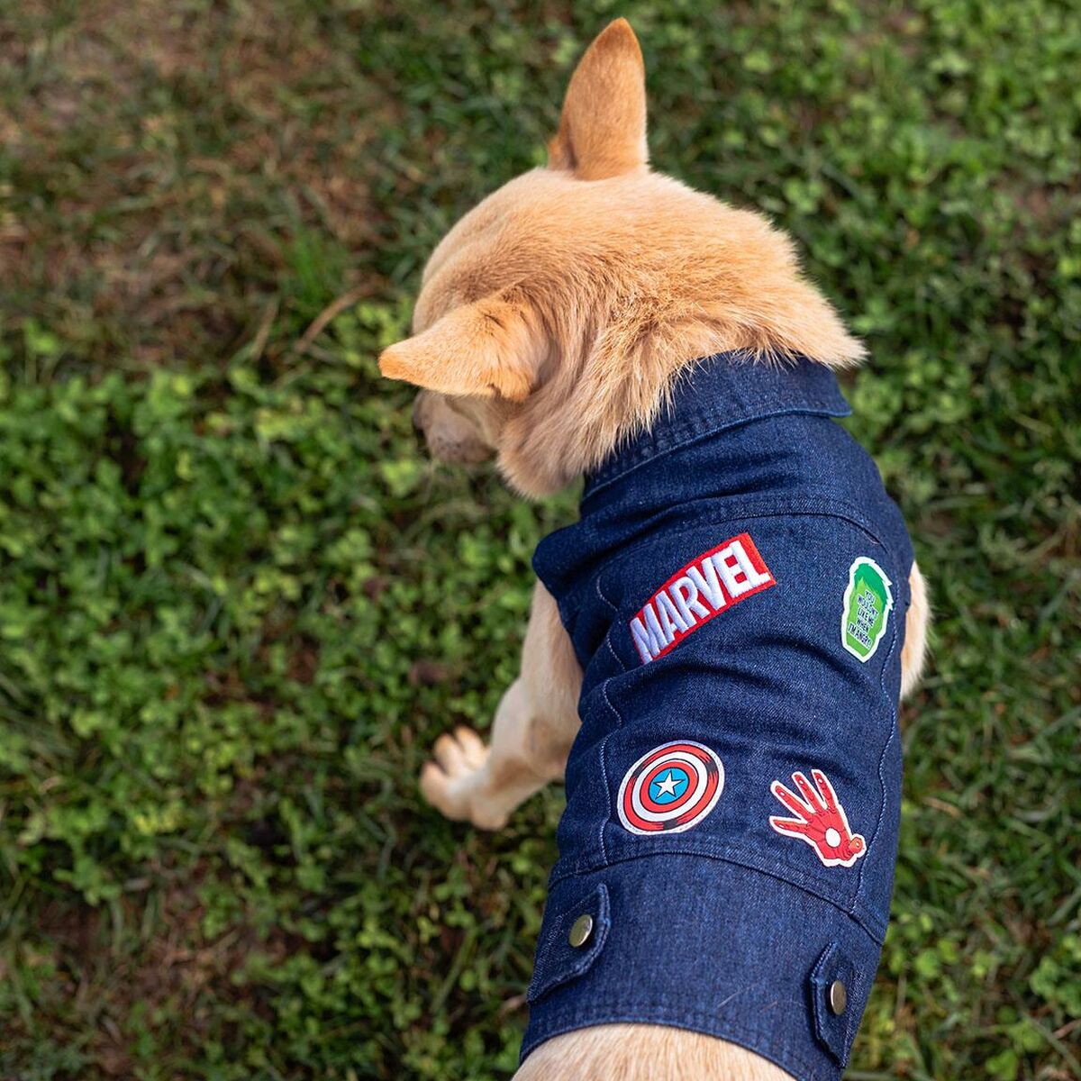 Giacca per cani Marvel Azzurro S