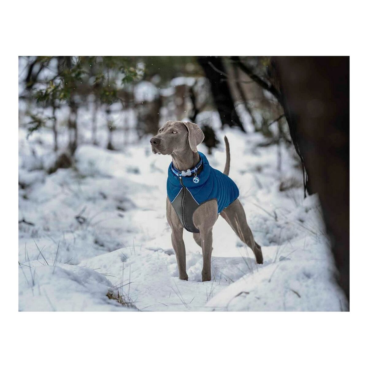 Cappotto per Cani Red Dingo Puffer Turchese 25 cm