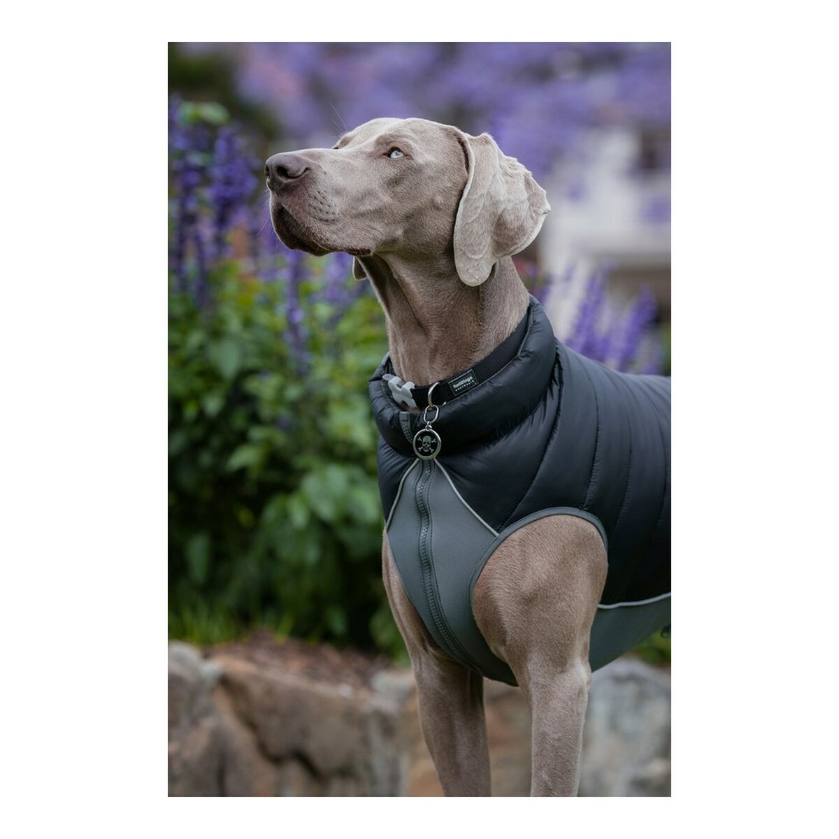 Cappotto per Cani Red Dingo Puffer 50 cm Nero/Grigio