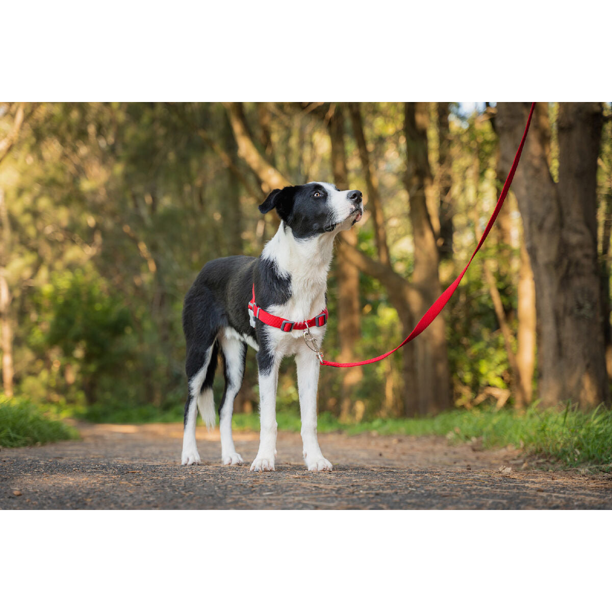 Imbracatura per Cani Red Dingo 30-42 cm Rosso XS